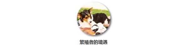 失格的柯基犬会怎么样,失格的柯基合适繁殖吗