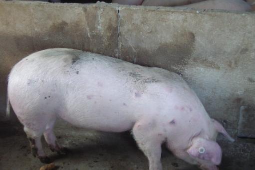 给母猪注射催产素（缩宫素），什么时间合适？