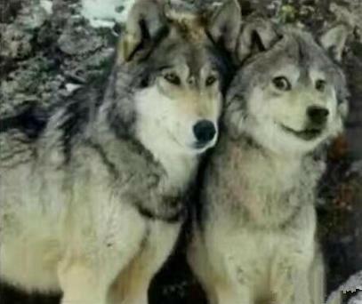 哈士奇可以和金毛杂交吗,如果哈士奇和狼在一起会怎么样