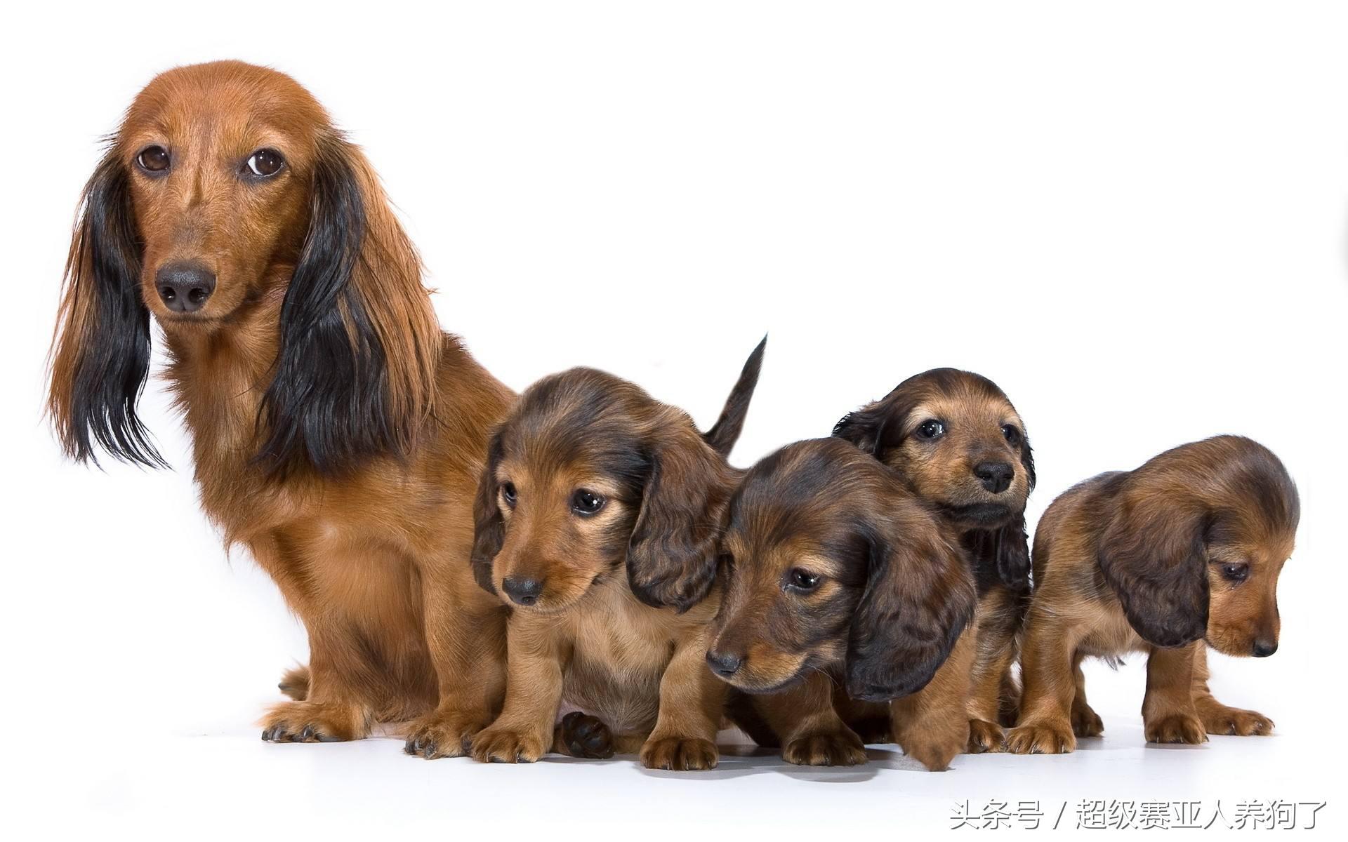 狗狗十大癌症,狗狗九大致命疾病