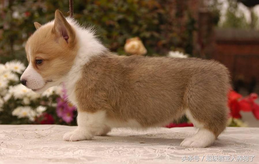 狗狗除螨虫的最佳方法,狗狗身上有螨虫用圣露薇可以吗