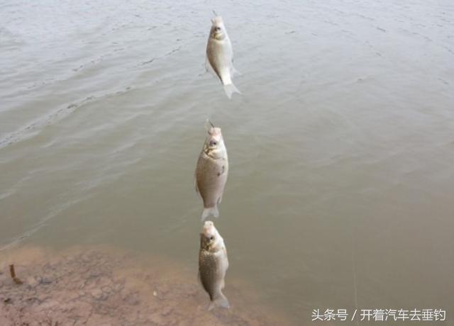 鱼皮串钩和虾皮串钩哪个好上鱼,串钩钓鱼技巧气温低怎么使用串钩