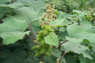各种类型的白癜风的治疗,一种草治白癜风