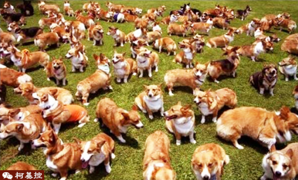 失格的柯基犬会怎么样,失格的柯基合适繁殖吗