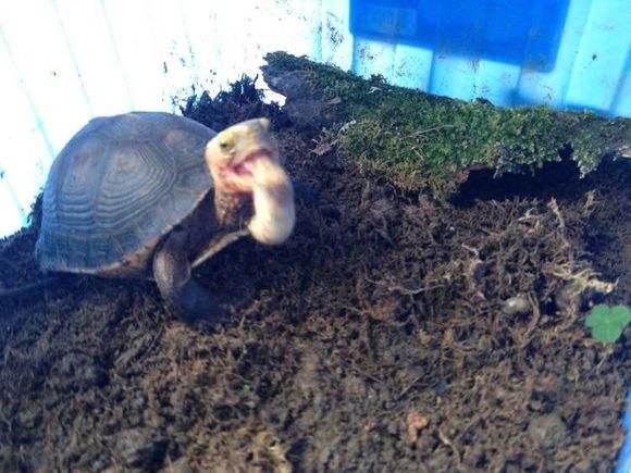 乌龟伸头拒食四肢无力不排便,拒水拒食的乌龟怎么补充蛋白质