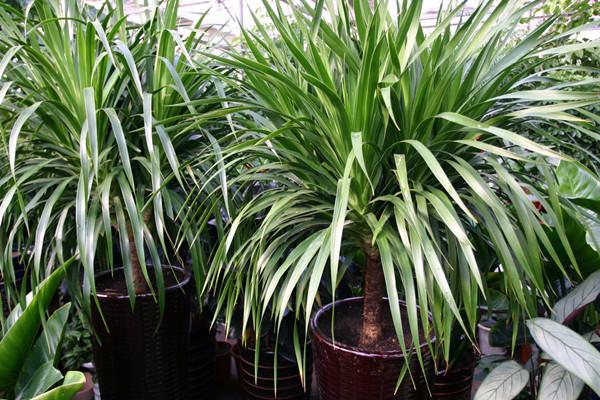 菏泽中泰牡丹花的养殖方法,河州牡丹培育方法