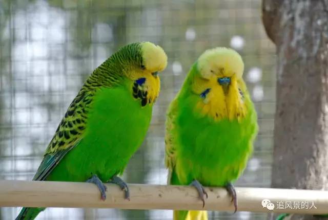 童年回忆兔八哥完整版,瘸腿鹦鹉的故事