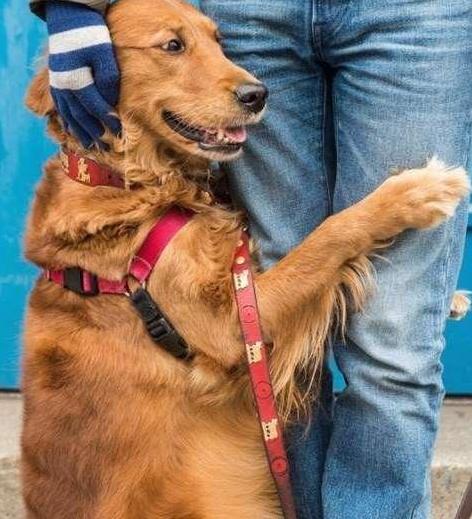 泰迪抱主人的腿,泰迪养大的金毛