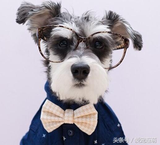 雪纳瑞体型测量,雪纳瑞体型参数