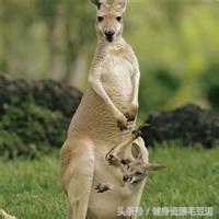 袋鼠靠什么维持平衡,袋鼠抗击能力怎么样