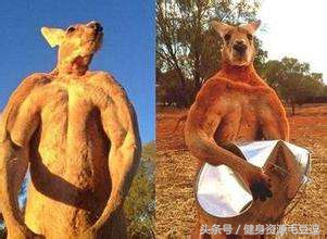 袋鼠靠什么维持平衡,袋鼠抗击能力怎么样