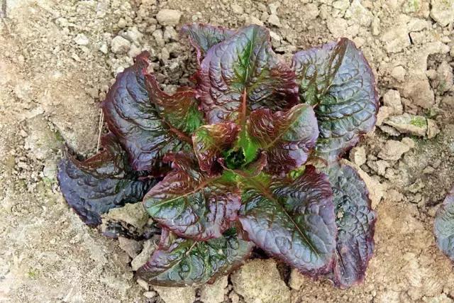 户县新西兰农场好玩吗,西安户县农场