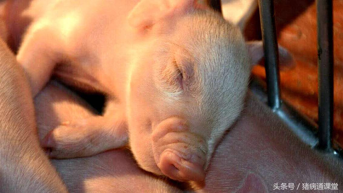 仔猪补铁中毒能用地米解救吗,仔猪补铁的功效与作用