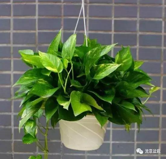 绿萝长得慢怎么补救,绿萝快枯萎了怎么养好