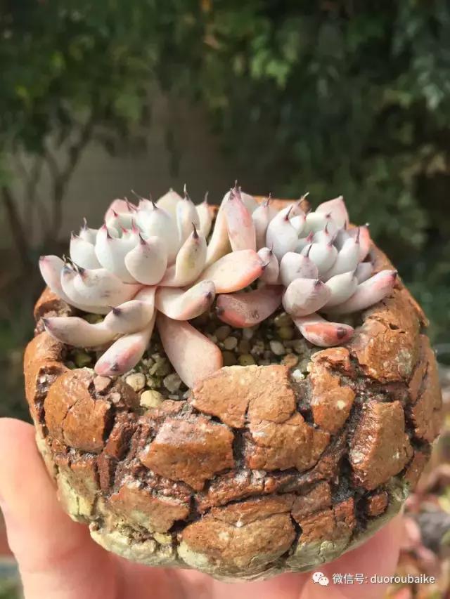 当大妈遇见帅哥,当大妈爱上邻家男孩