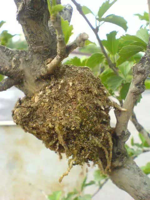 三件家用之物，台长教你八步法“高压”大苗，可当年观花当年吃果