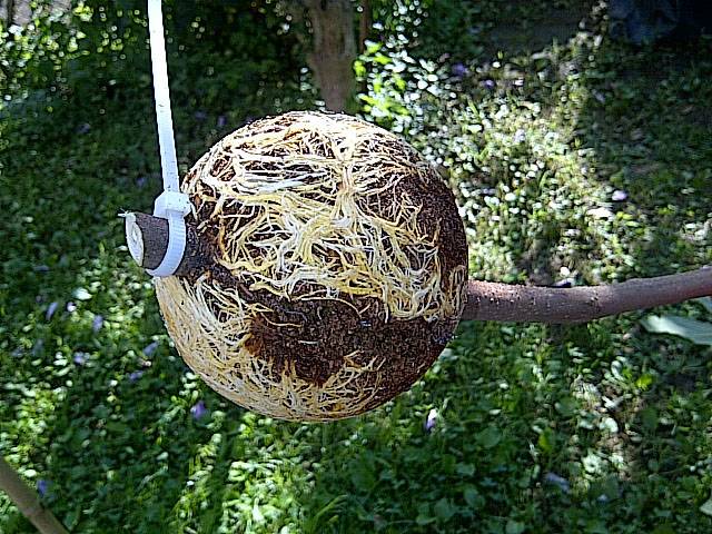 三件家用之物，台长教你八步法“高压”大苗，可当年观花当年吃果