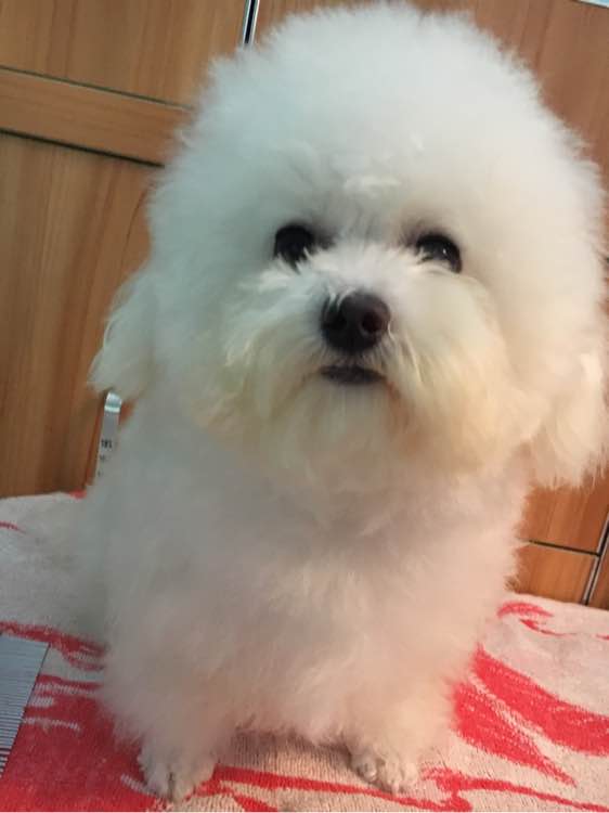 女子晒了自己养的泰迪，网友们炸开了锅，你这还不如去养猪呢