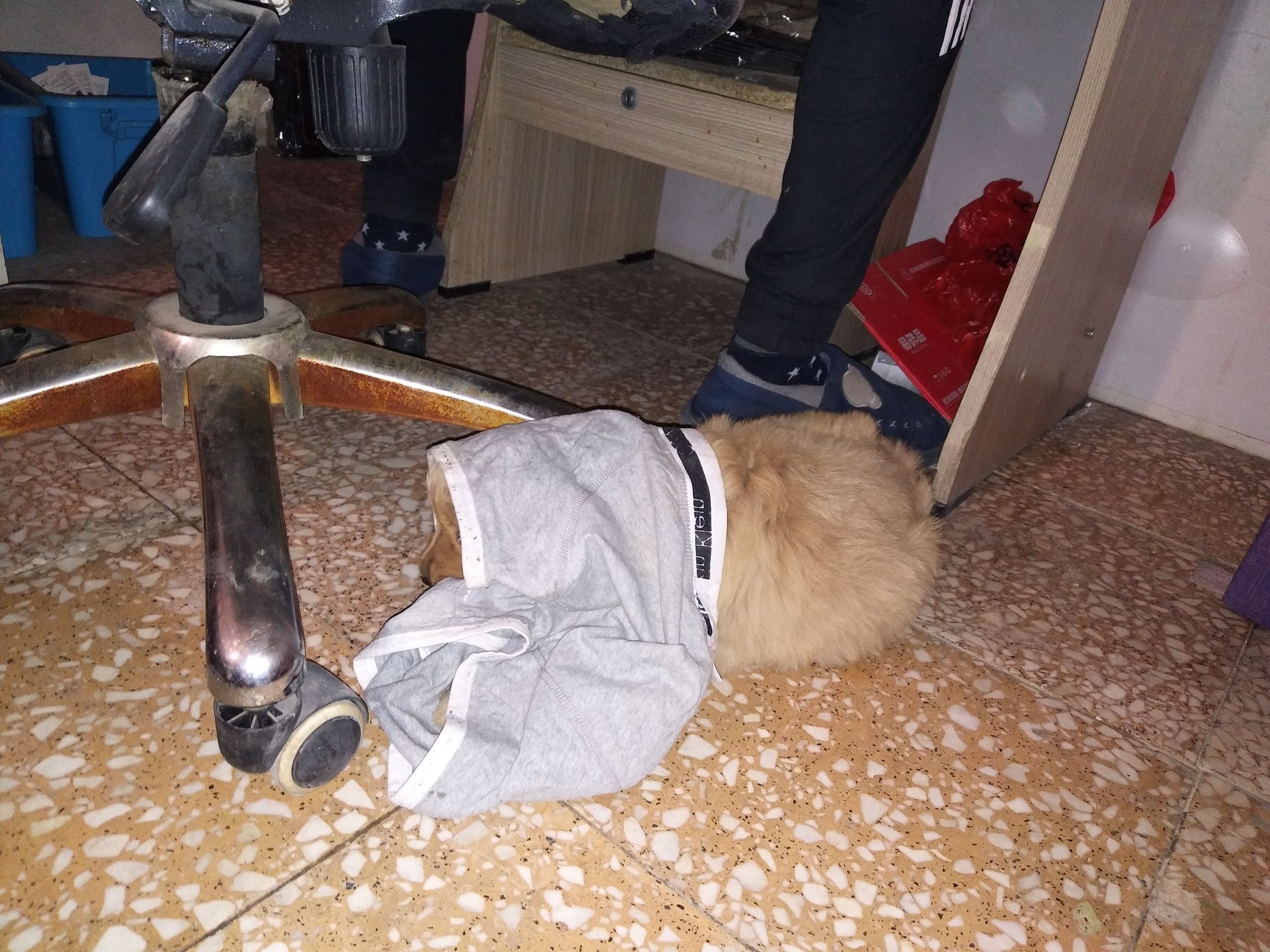 家里金毛老是咬泰迪怎么办,金毛太淘气是什么原因