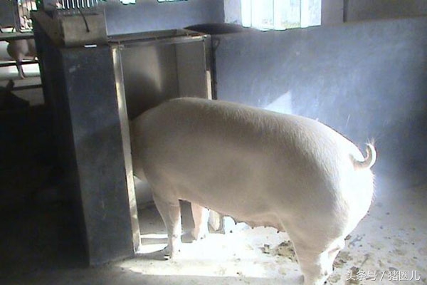 母猪返情天数判断,母猪返情是什么原因