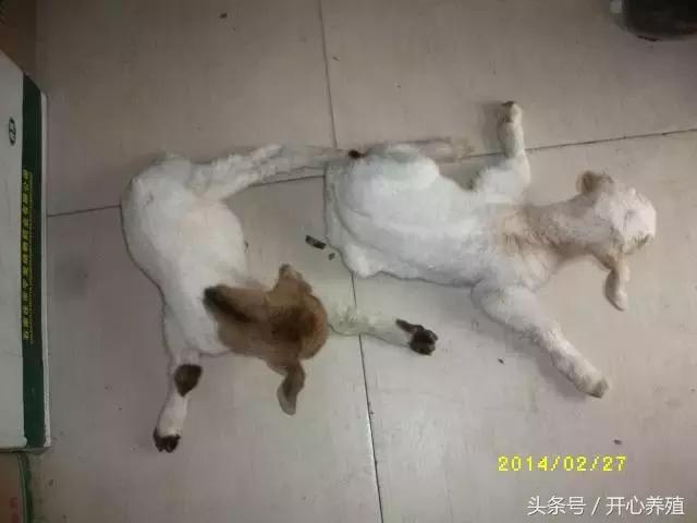 刚出生羔羊软瘫症的治疗方法,羔羊软瘫灵口服快还是注射好