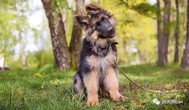 狗狗头歪四肢无力是啥病,狗狗无缘无故脖子歪了走路不稳