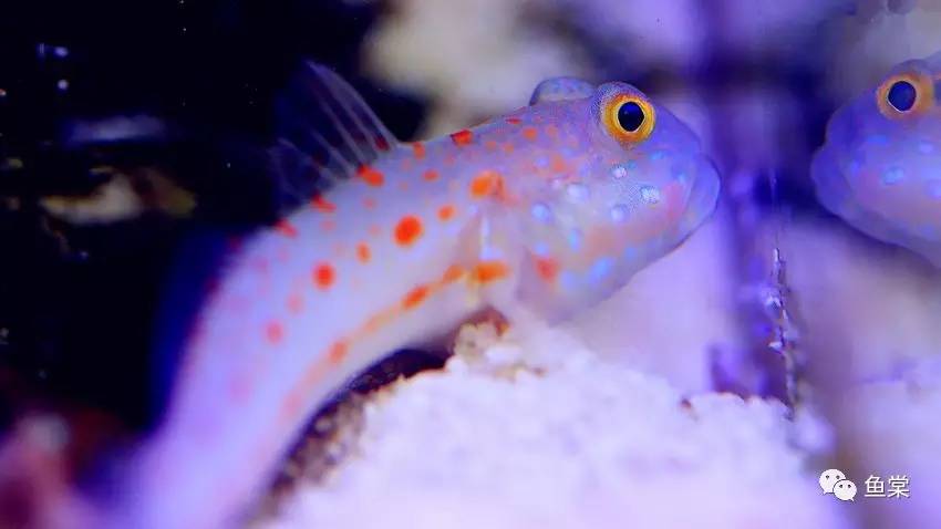 硝酸盐和亚硝酸盐的四种鉴别方法,海缸硝酸盐值多少正常