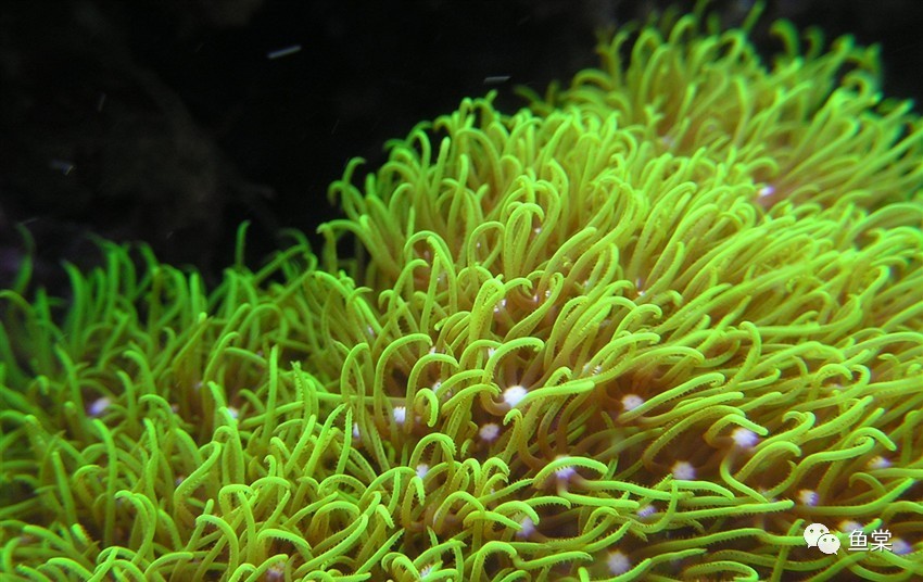 硝酸盐和亚硝酸盐的四种鉴别方法,海缸硝酸盐值多少正常