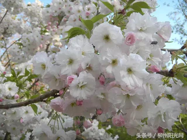 鏌冲窞鍗佷釜鍊煎緱鍘荤殑鍦版柟,娌绘剤鎶戦儊鐥囩殑鏃呮父鑳滃湴