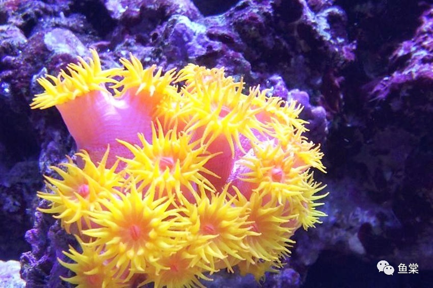 硝酸盐和亚硝酸盐的四种鉴别方法,海缸硝酸盐值多少正常