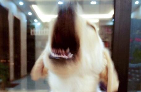 不小心踩到自家的狗子，不要惊慌，给它一根骨头，不行就给两根