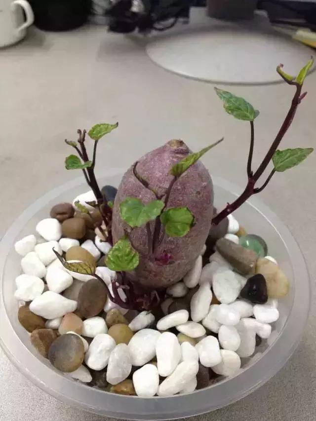 室内用水养的花,一帆风顺花可以直接用水养