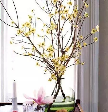 室内用水养的花,一帆风顺花可以直接用水养