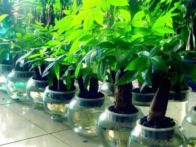室内用水养的花,一帆风顺花可以直接用水养