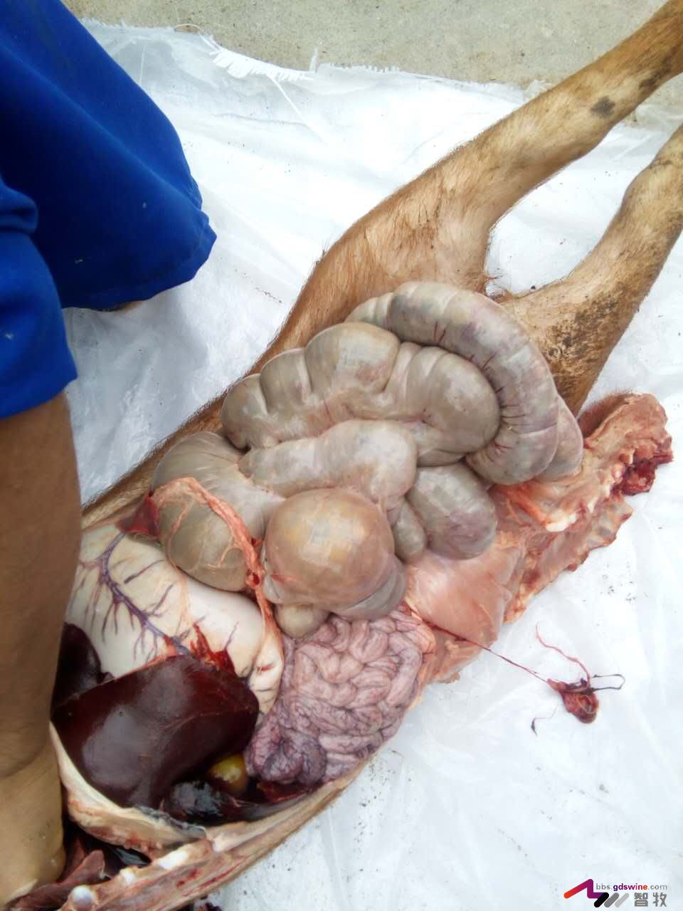 防控饲料黄曲霉毒素危害措施,蛋鸡饲料霉菌毒素危害