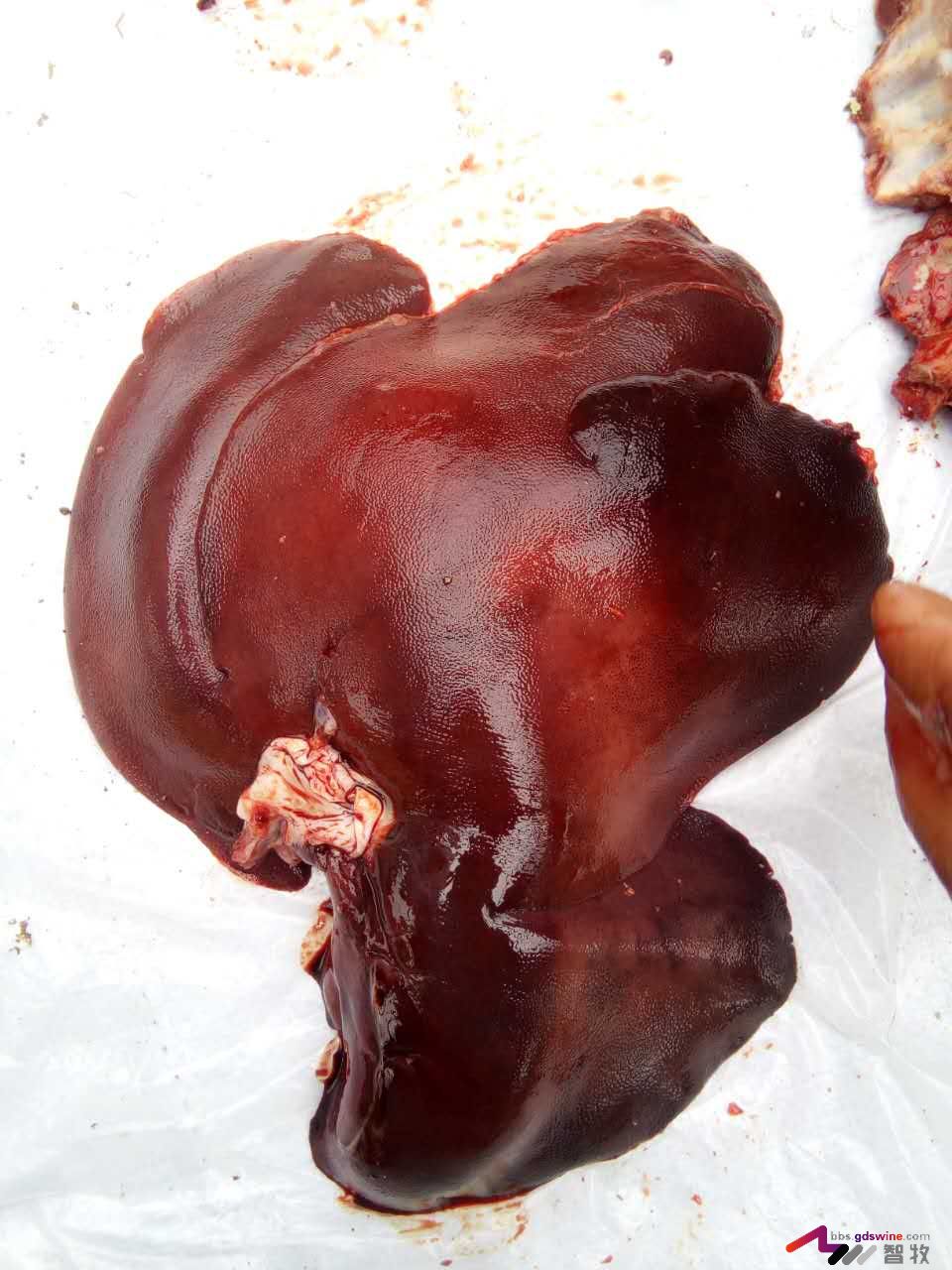 防控饲料黄曲霉毒素危害措施,蛋鸡饲料霉菌毒素危害