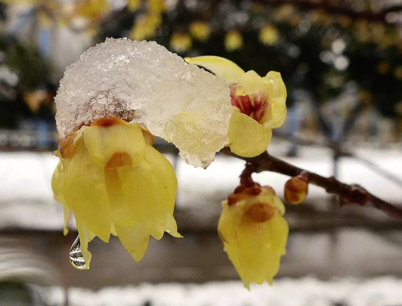 印象渭南：情寄雪梅