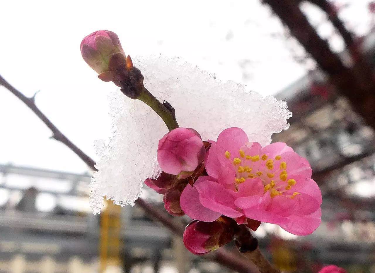印象渭南：情寄雪梅