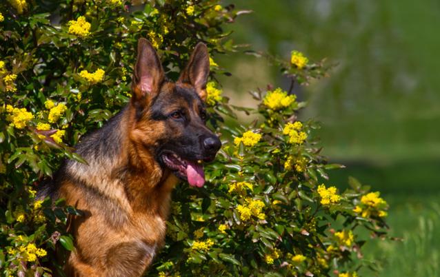 德牧两条后腿无法走路，完全不能使力