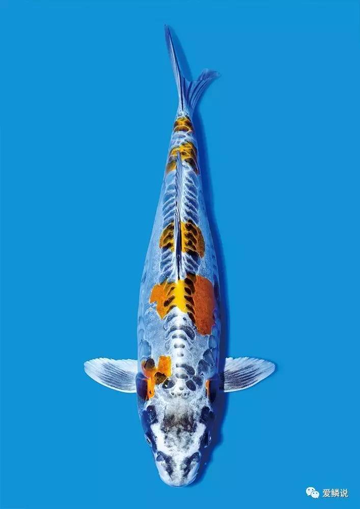 指环虫病中西疗法，你都会吗？