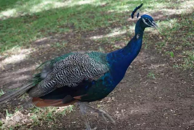 毛里求斯，拿水壶换保时捷的天堂