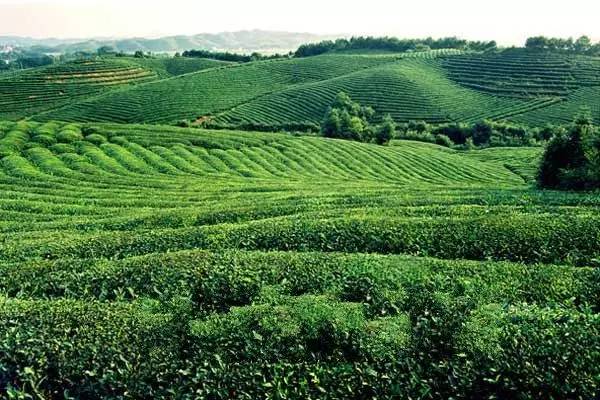 年货赣南特产有哪些,粤赣土特产