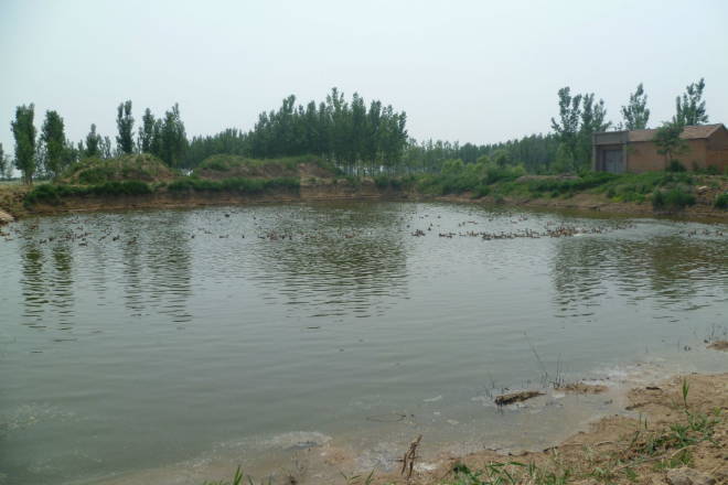 100亩鱼塘养草鱼利润多少,5亩养殖草鱼一年能赚500万