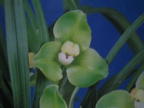 兰花资料卡,兰花资料简介