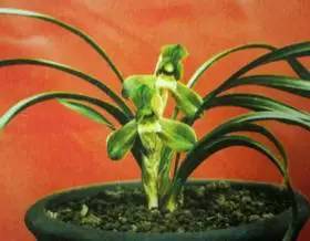 兰花资料卡,兰花资料简介