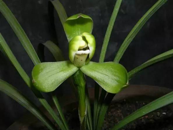 兰花资料卡,兰花资料简介