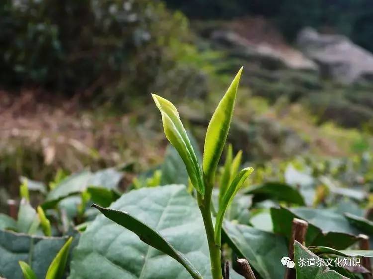 率土之滨庐山云雾茶,庐山云雾茶功效作用