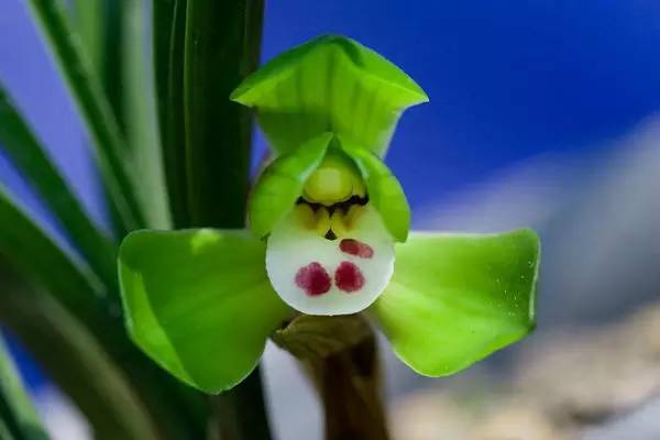 兰花资料卡,兰花资料简介