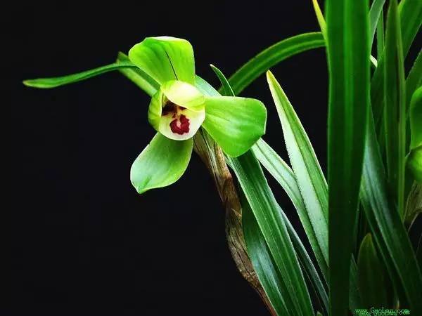 兰花资料卡,兰花资料简介