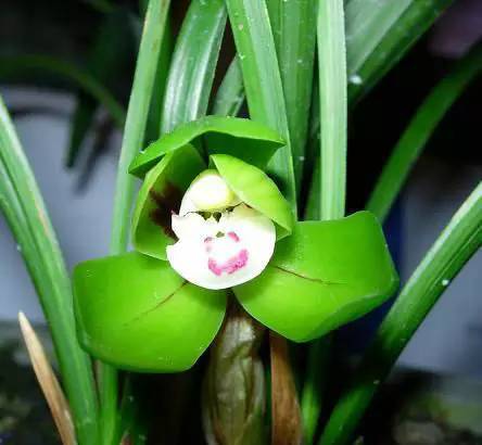 兰花资料卡,兰花资料简介